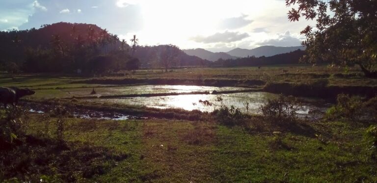 Cafe del. Cashew ricefield