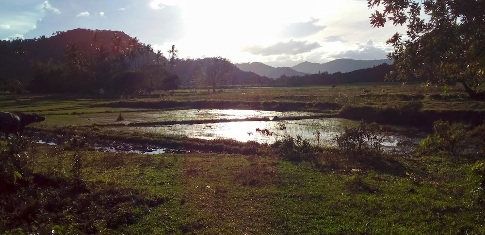 Cafe del. Cashew ricefield